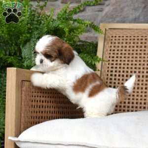 Bentley, Shih Tzu Puppy