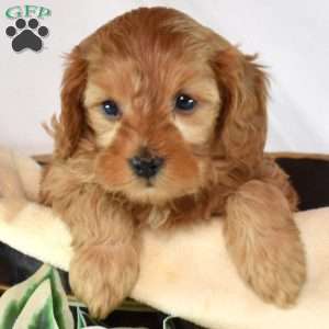 Bentley, Cavapoo Puppy