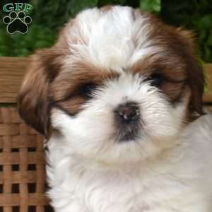 Bentley, Shih Tzu Puppy