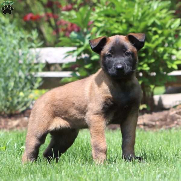 Bentley, Belgian Malinois Puppy