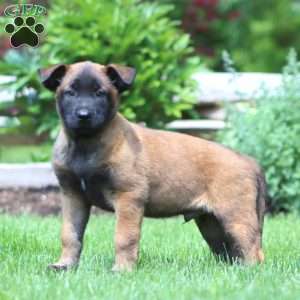 Bentley, Belgian Malinois Puppy