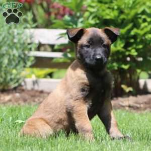 Bentley, Belgian Malinois Puppy