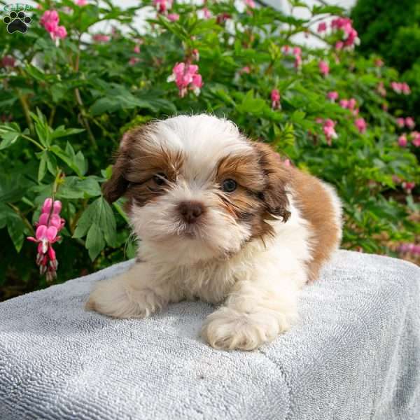 Bently, Shih Tzu Puppy