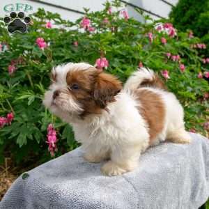 Bently, Shih Tzu Puppy