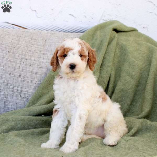 Berry, Standard Poodle Puppy