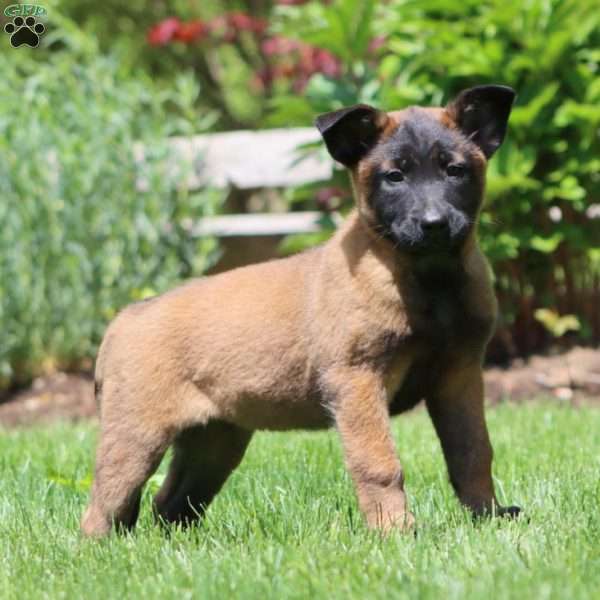 Betsy, Belgian Malinois Puppy