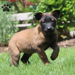 Betsy, Belgian Malinois Puppy