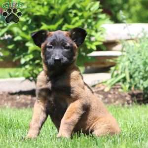 Betsy, Belgian Malinois Puppy
