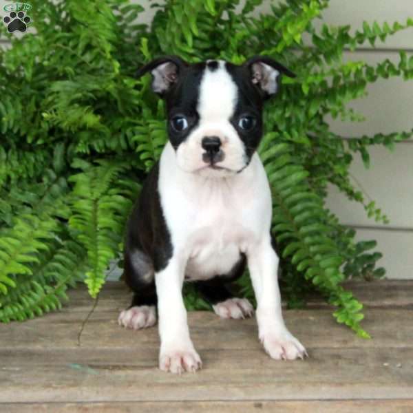 Betty, Boston Terrier Puppy