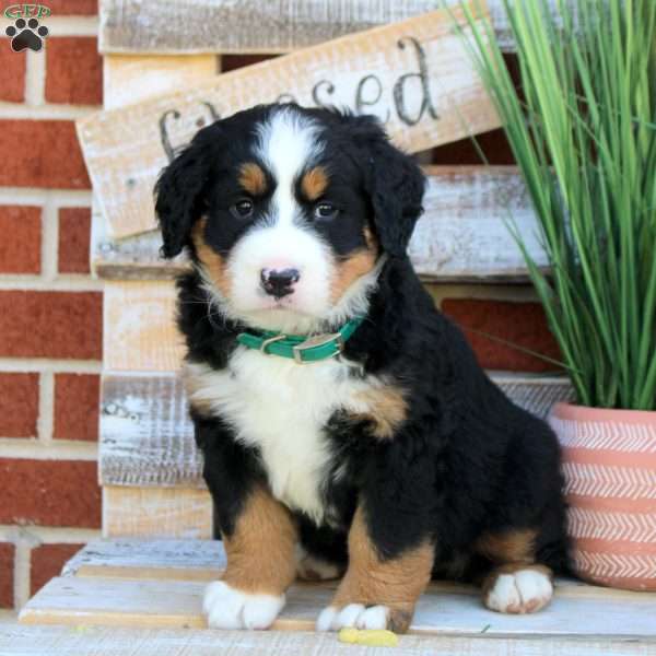 Betty, Bernese Mountain Dog Puppy