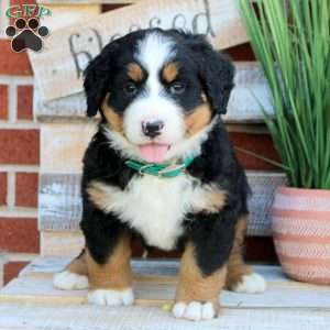 Betty, Bernese Mountain Dog Puppy
