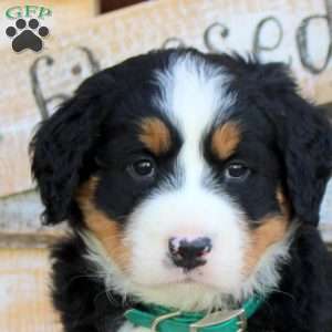 Betty, Bernese Mountain Dog Puppy