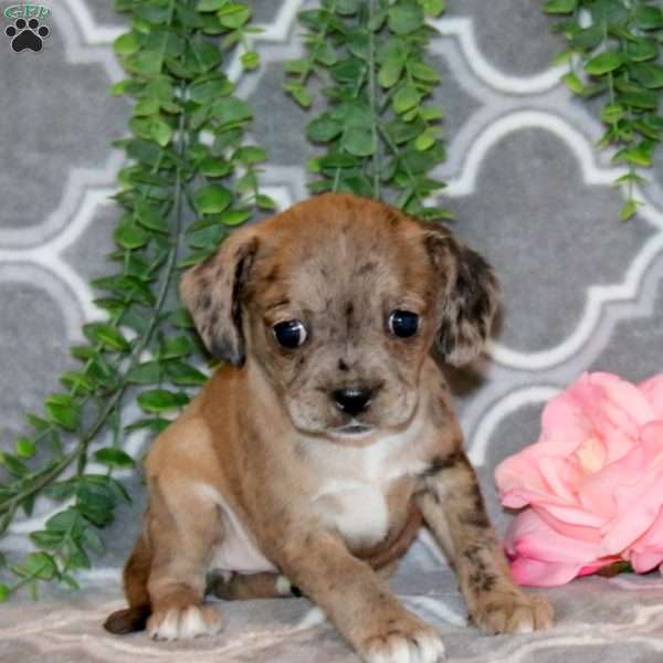 Betty, Boston Terrier Mix Puppy