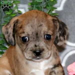 Betty, Boston Terrier Mix Puppy