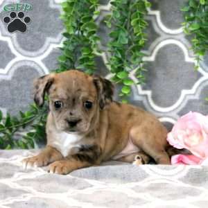 Betty, Boston Terrier Mix Puppy
