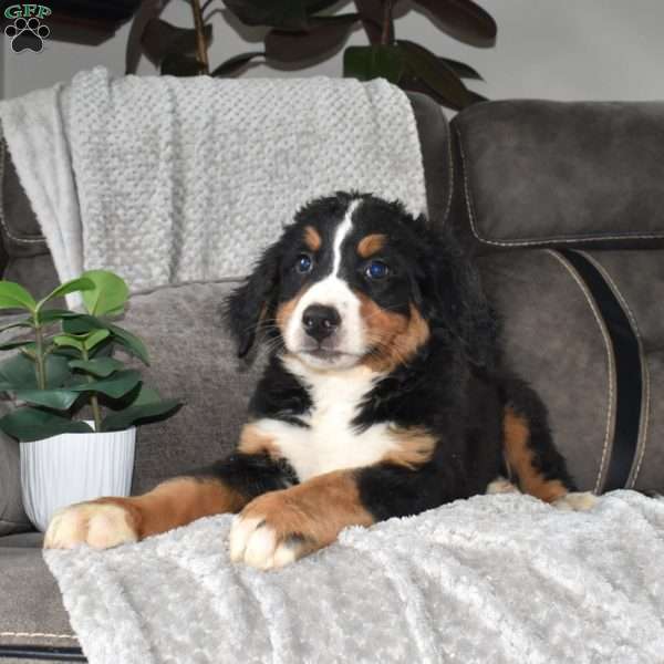 Big Ben, Bernese Mountain Dog Puppy