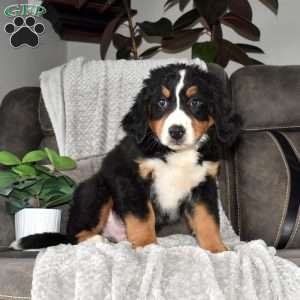 Big Ben, Bernese Mountain Dog Puppy