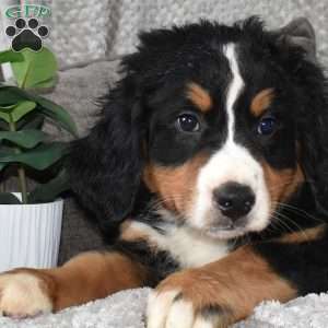 Big Ben, Bernese Mountain Dog Puppy