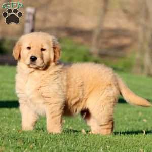 Big Ben, Golden Retriever Puppy