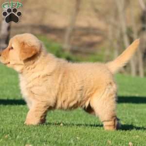Big Ben, Golden Retriever Puppy