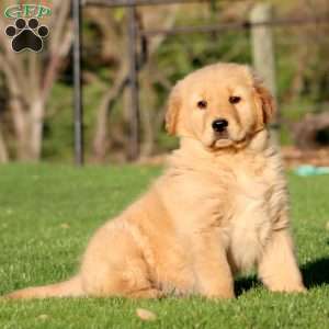 Big Ben, Golden Retriever Puppy
