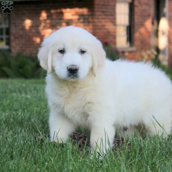 Big Boy, English Cream Golden Retriever Puppy