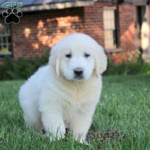 Big Boy, English Cream Golden Retriever Puppy
