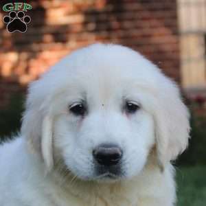 Big Boy, English Cream Golden Retriever Puppy