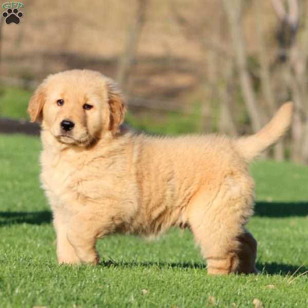 Big Ben, Golden Retriever Puppy