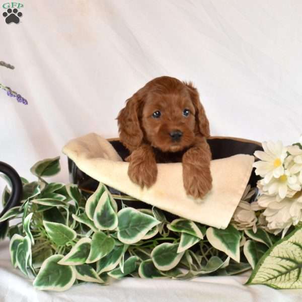 Bindi, Cavapoo Puppy