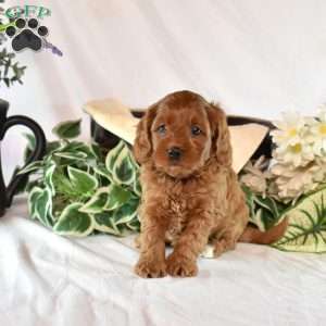 Bindi, Cavapoo Puppy