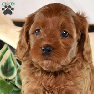 Bindi, Cavapoo Puppy