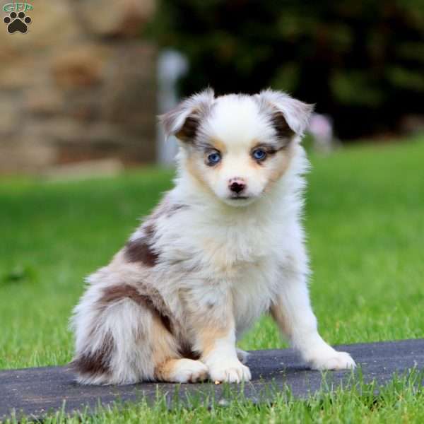 Bingo, Miniature Australian Shepherd Puppy