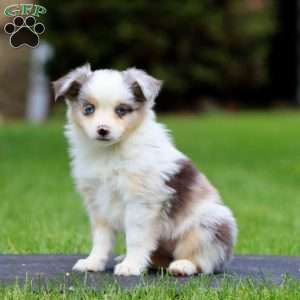 Bingo, Miniature Australian Shepherd Puppy