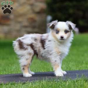 Bingo, Miniature Australian Shepherd Puppy