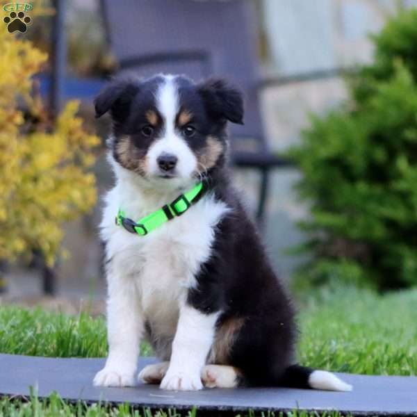 Bingo, Sheltie Puppy