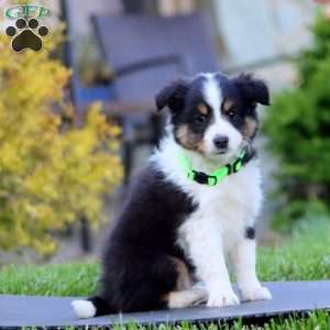 Bingo, Sheltie Puppy