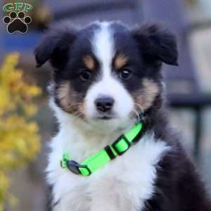 Bingo, Sheltie Puppy