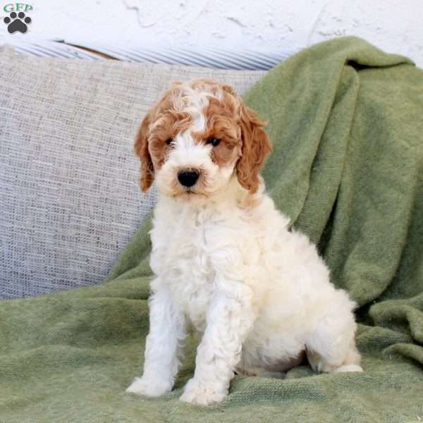 Birdie, Standard Poodle Puppy