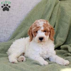 Birdie, Standard Poodle Puppy