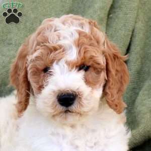 Birdie, Standard Poodle Puppy