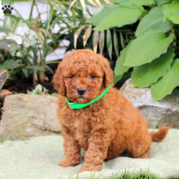 Biscuit, Mini Goldendoodle Puppy