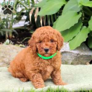 Biscuit, Mini Goldendoodle Puppy