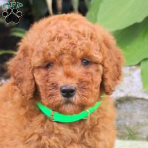 Biscuit, Mini Goldendoodle Puppy