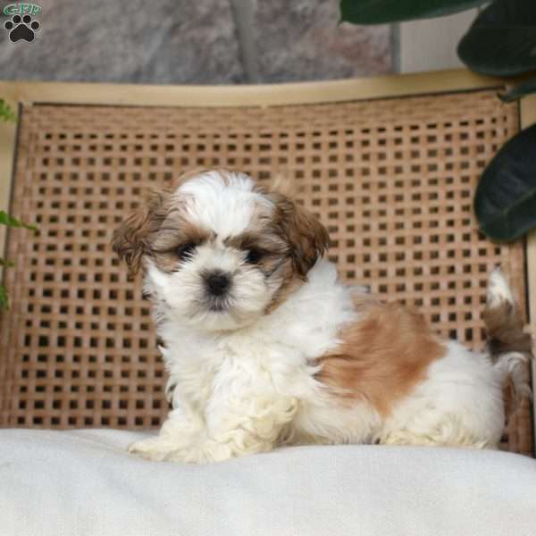 Biscuit, Shih Tzu Puppy