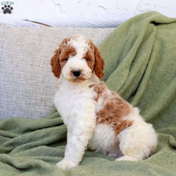 Biscuit, Standard Poodle Puppy