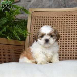 Biscuit, Shih Tzu Puppy