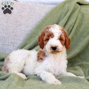 Biscuit, Standard Poodle Puppy