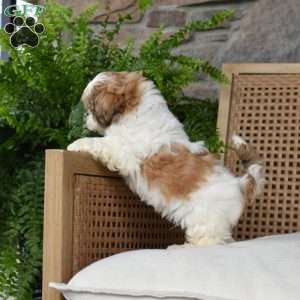 Biscuit, Shih Tzu Puppy