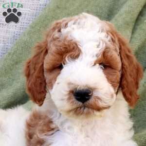 Biscuit, Standard Poodle Puppy